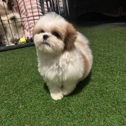 Cockapoo, Goldendoodle, and Shih Tzu Puppies from Dogue, where fashion meets fur