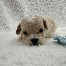 Dark brown collar - Apricot male Maltipoo puppy in Denair, California from 209PuppiesCaliforniaMaltipoo