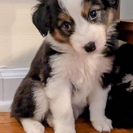 Aussiedoodle, Australian Shepherd, and Golden Retriever Puppies from Hope & Joy Acres