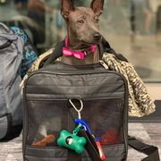 Thai Ridgeback Puppies from Topking Thai Ridgeback Dogs