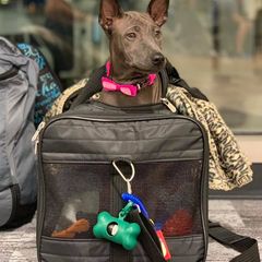 Thai Ridgeback Puppies from Topking Thai Ridgeback Dogs