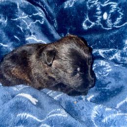 Girl 3 - Black brindle female Scottish Terrier puppy in San Diego (Jamul), California from Lee Valley Scotties