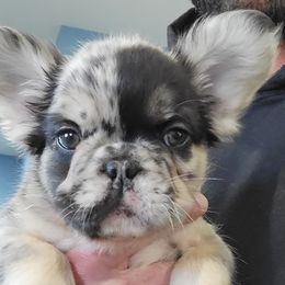 French Bulldog Puppies from St Louis Frenchies