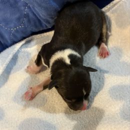 Tommy - Black white and tan male Rat Terrier puppy in Savoy, Texas from Rockin EZ Rat Terriers