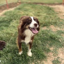 Lilly - Miniature Australian Shepherd