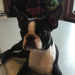 Kimber - Boston Terrier
