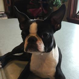 Kimber - Boston Terrier