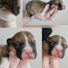 Boy 1 - Red male Pembroke Welsh Corgi puppy in Tomball, Texas from Larsen Loved Corgis