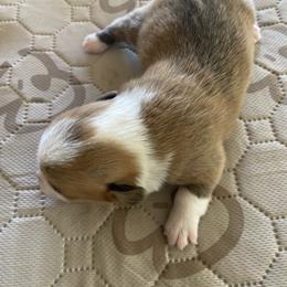 Pembroke Welsh Corgi Puppies from Mesa Acre