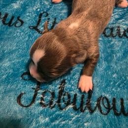Blue girl - Blue female Chihuahua puppy in Clarksville, Indiana from Fabulous little paws