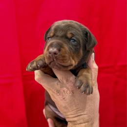 Black Collar Boy - Red and rust male Doberman Pinscher puppy in Cape Coral, Florida from Divine Kaos European Dobermann