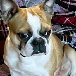 Jasper - Boston Terrier