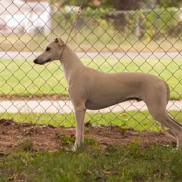 Mimic - Whippet