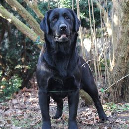 Lola - Labrador Retriever