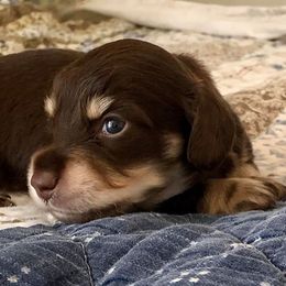Dachshund Puppies from Little Lords & Ladies Dachshunds