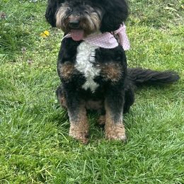 Bernedoodles from The Doodle Pad