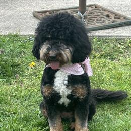 Bernedoodles from The Doodle Pad