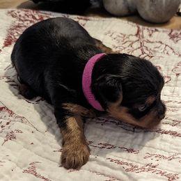 Yorkshire Terriers from Dusty Bottoms