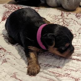 Yorkshire Terriers from Dusty Bottoms