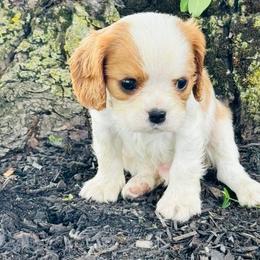 Boy 1 - Blenheim male Cavalier King Charles Spaniel puppy in Sacramento, California from Applewood Cavaliers