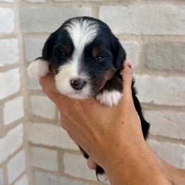 Jyn - Tri-color female Bernedoodle puppy in Ogden, Utah from Salty Point Doodles