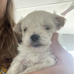 Lulu - White female Morkie puppy in Taylorsville, North Carolina from Mountain Top Hot Tailz