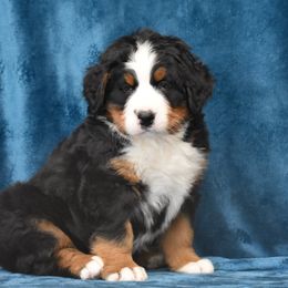 Bernese Mountain Dog Puppies from Brookwood Bernese Mountain Dogs