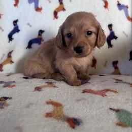 Miss Pink collar. - Red female Dachshund puppy in Willow Springs, Missouri from Krazy Acre Farm