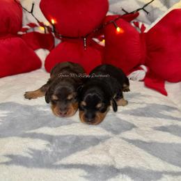 Dachshund puppies from Rockin' M’s LilBitty Dachshunds (LBD)