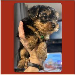 Ollie aka Frankie - Black and tan male Yorkshire Terrier puppy in Annandale, Virginia from Artisan Yorkies LLC