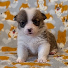Peppy - Red female Pembroke Welsh Corgi puppy in Arcanum, Ohio from Weissway Corgis