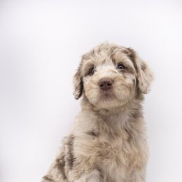 Assorted Doodle Crosses, Bernedoodle, Double Doodle, Goldendoodle, Labradoodle, and Whoodle Puppies from Our Little Farm Life Doodles