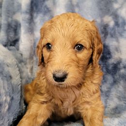 Boy 5 black - Red  male Goldendoodle puppy in Blountsville, Alabama from Southern Charm Goldendoodles