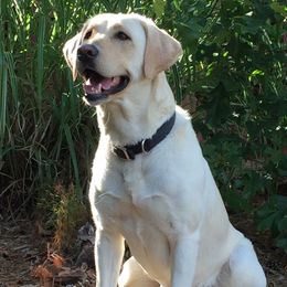 Charlie  - Labrador Retriever