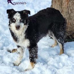 Satine - Australian Shepherd
