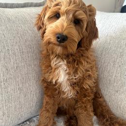 Bear - Red  male Goldendoodle puppy in Glendale, Arizona from Follow Your Bliss Doodles
