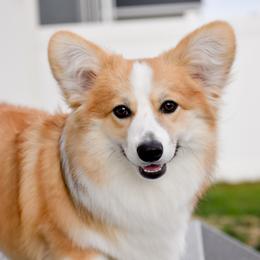 Summer - Pembroke Welsh Corgi