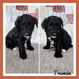 Truman - Black male Schnoodle puppy in Lebanon, Missouri from Cedar Glades Canines