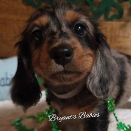 Gray collar - Dapple male Dachshund puppy in Webb, Alabama from Bryant's Babies