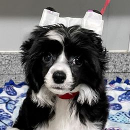 Biewer Terrier, Chinese Crested, and Yorkshire Terrier Puppies from FronkLinn Kennel