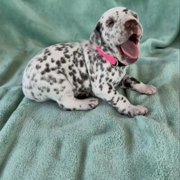 Pink - White and liver brown female Dalmatian puppy in Lockhart, Texas from Haus of Dals