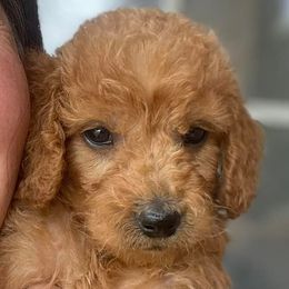 Goldendoodles from Brittany's Goldendoodles