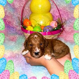 Kiwi - Red  male Goldendoodle puppy in Kissimmee, Florida from Poodle Doodle Kennels