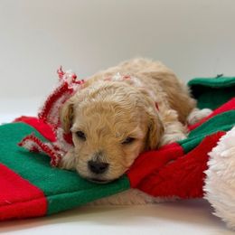Glacier - Apricot male Maltipoo puppy in St. George, Utah from Winchester Hills Poodles and Doodles