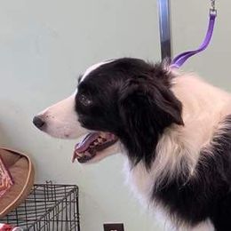 Harley - Border Collie