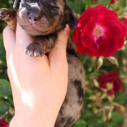 Channel Dapple girl number 1 - Dapple female Dachshund puppy in Stockton, California from Wiggles & Wags Dachshund's