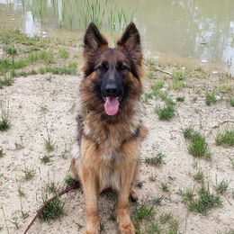 Remi - German Shepherd