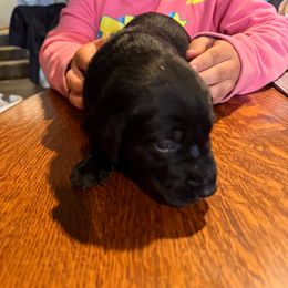 Girl 4 - Black female Labrador Retriever puppy in Black Creek, Wisconsin from Copper View Farm German Shepherds and Labrador Retreivers