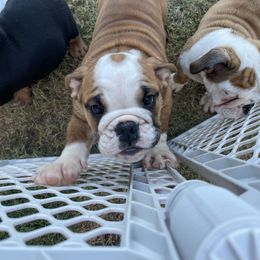 Bulldog Puppies from Tiffany Thelen's Bulldogs