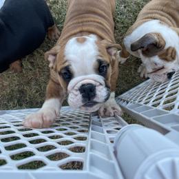 Bulldog Puppies from Tiffany Thelen's Bulldogs